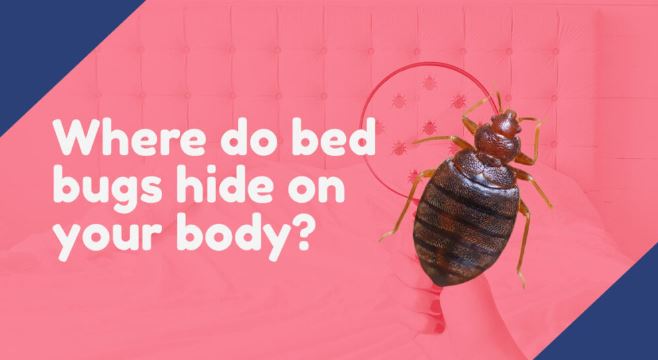 How Do You Know If Clothes Have Bed Bugs?